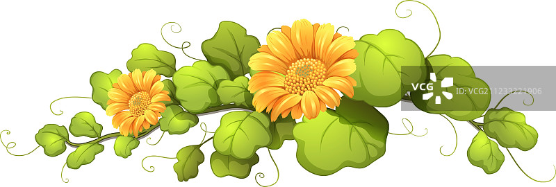 开花的藤蔓植物图片素材