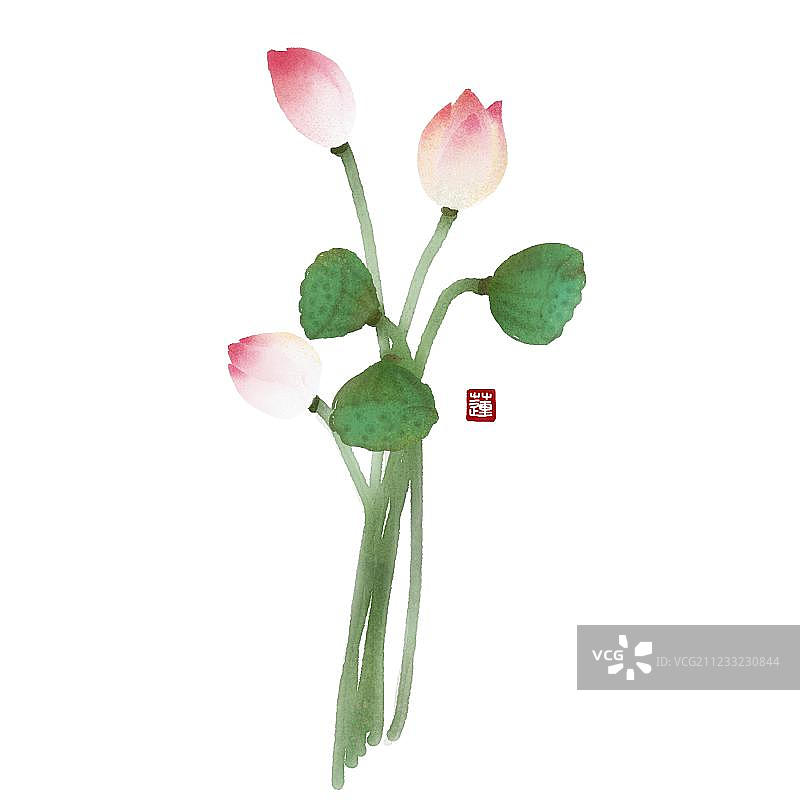 夏日莲和莲蓬图片素材