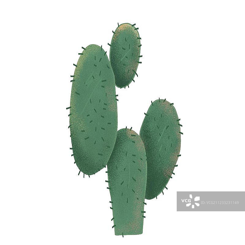 仙人掌图片素材