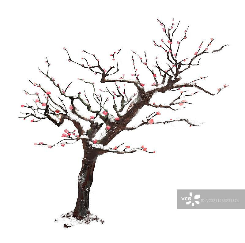 腊梅图片素材