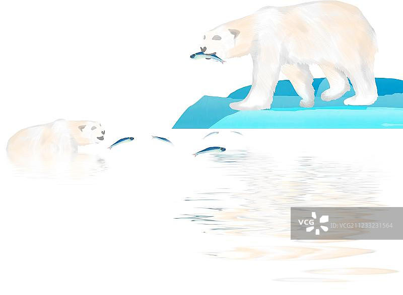 两只正在捕鱼的北极熊母子图片素材