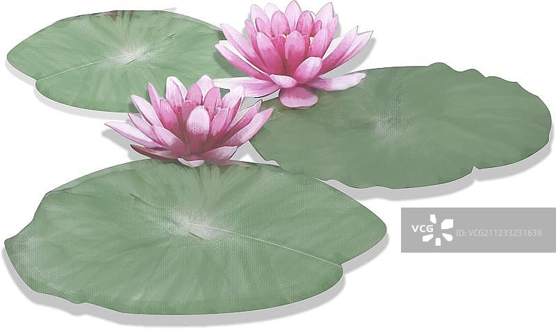 盛开的荷花和荷叶图片素材