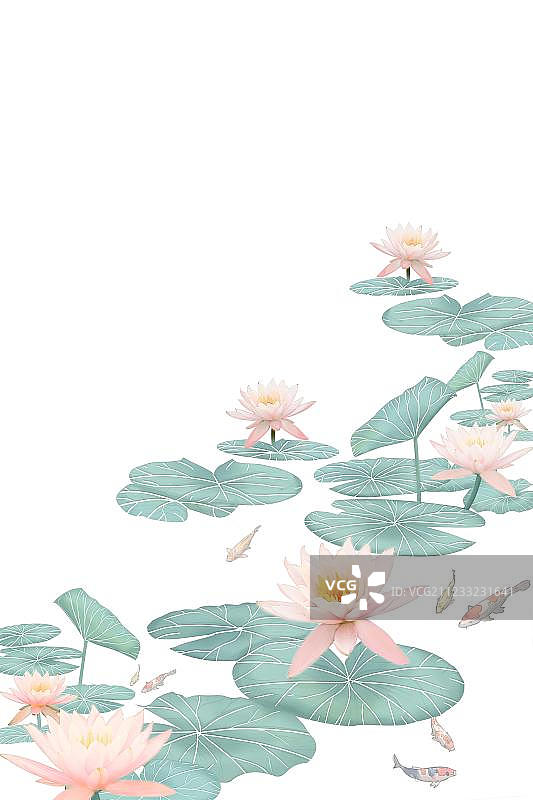 盛开的荷花和中华锦鲤在游动图片素材