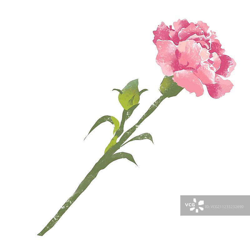 康乃馨1图片素材