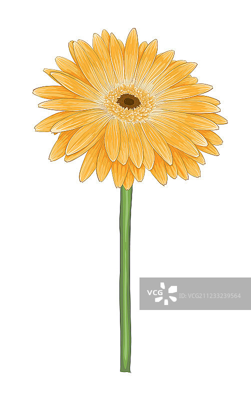 水彩效果的黄色非洲菊图片素材