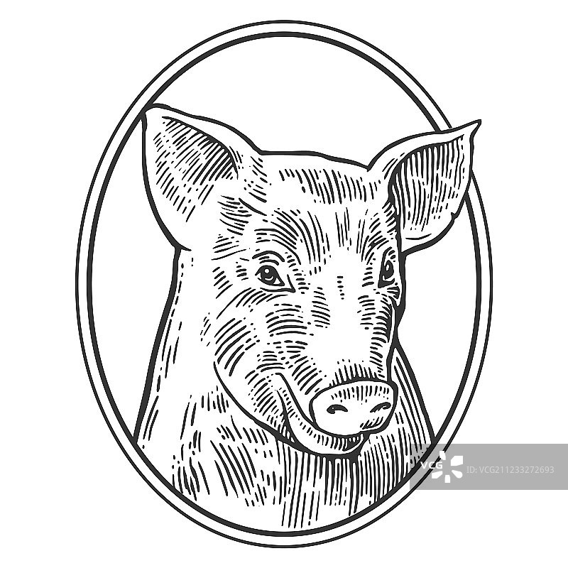 白色背景上的猪头图片素材