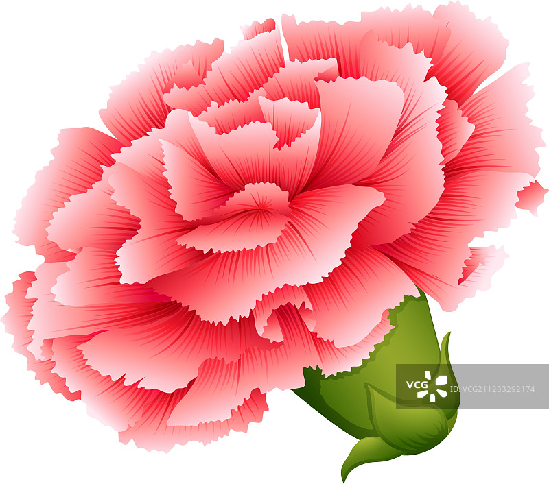 一朵新鲜的康乃馨粉色花朵图片素材