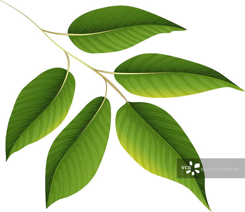 绿叶植物图片素材