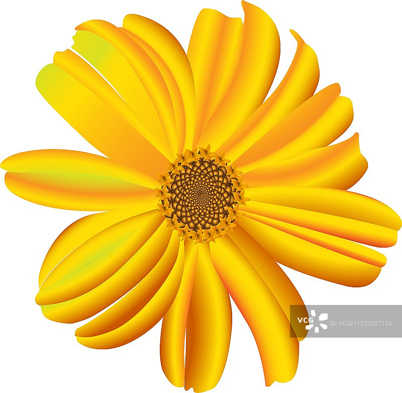 单朵雏菊花图片素材