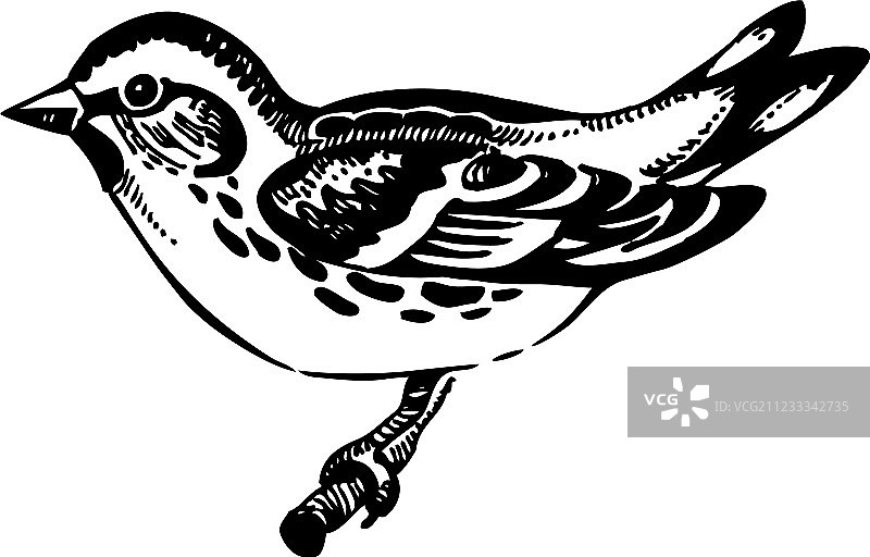 手绘金丝雀图片素材