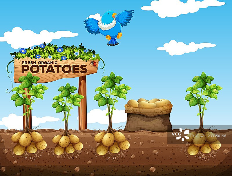 马铃薯农场场景图片素材