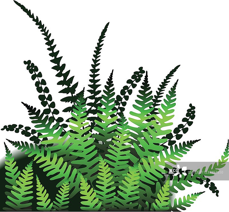 蕨类植物图片素材