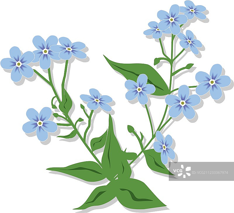 勿忘我花束图片素材