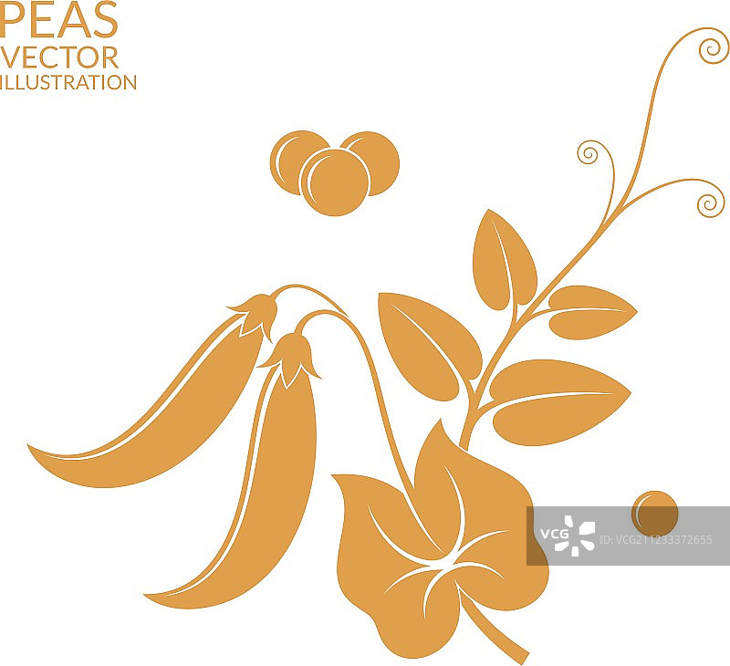 豌豆图片素材