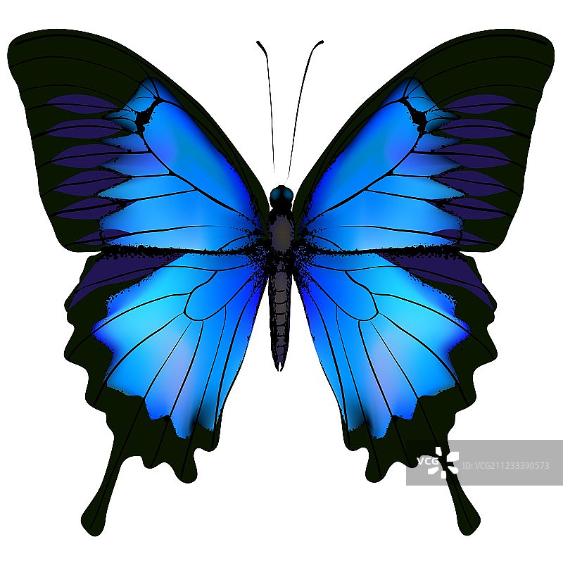 蓝色天堂凤蝶图片素材