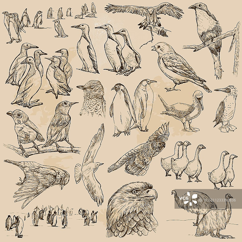 鸟类线条艺术包图片素材