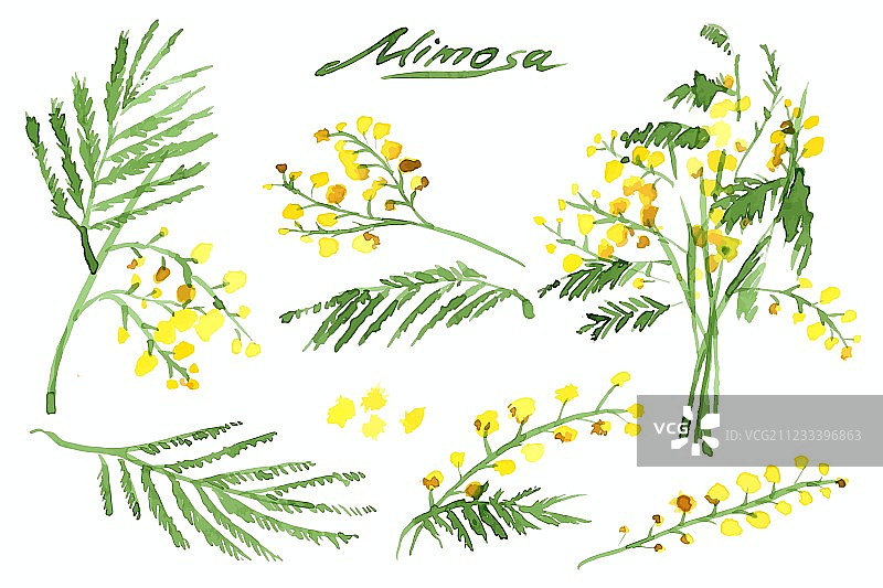 手绘水彩含羞草套装图片素材