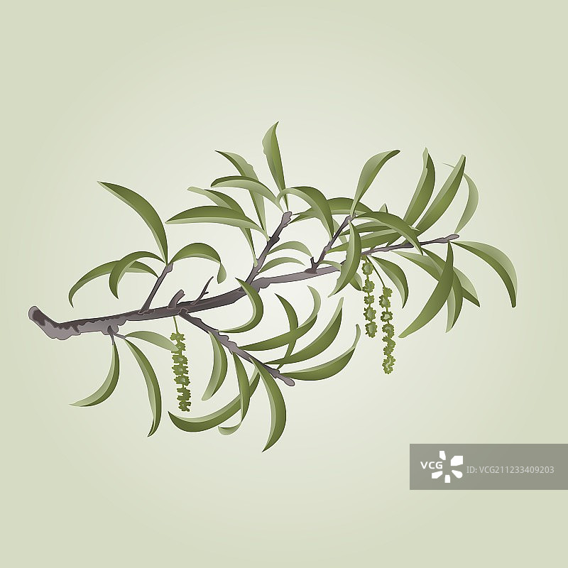 带柳絮的柳枝自然背景图片素材