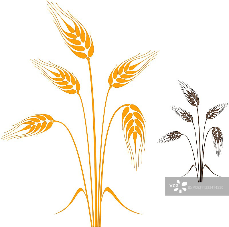 大麦图片素材