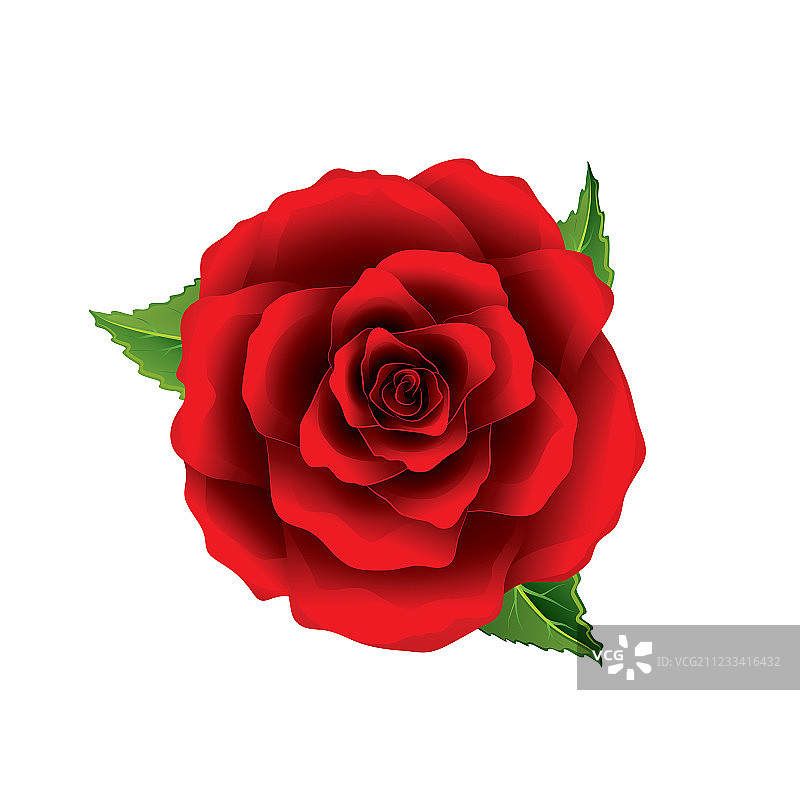 白色背景上孤立的红色玫瑰花顶部视图图片素材