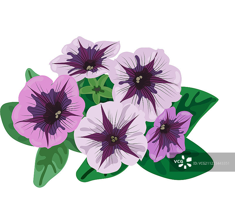 矮牵牛花丛图片素材