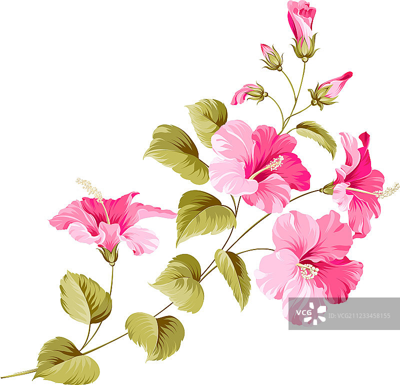 芙蓉花图片素材