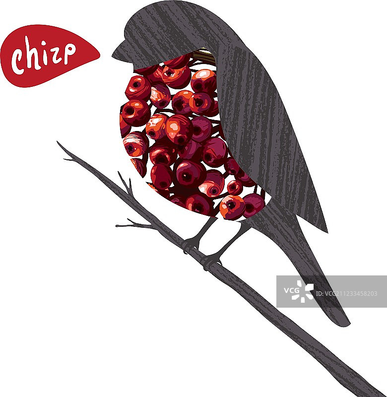 坐在花楸树枝上鸣叫的红腹灰雀图片素材