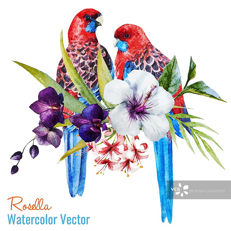 可爱的鸟类图片素材