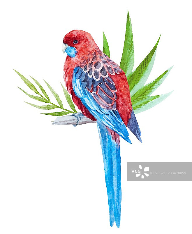 漂亮的热带鸟类图片素材