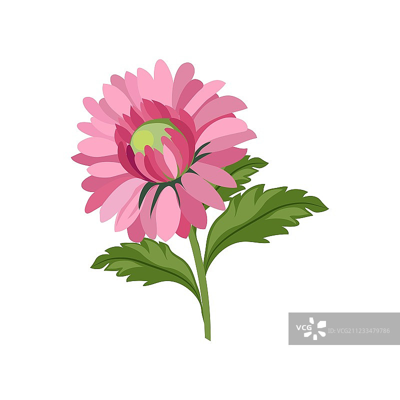 手绘写实紫菀花图片素材