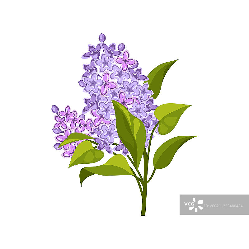 手绘逼真丁香花图片素材