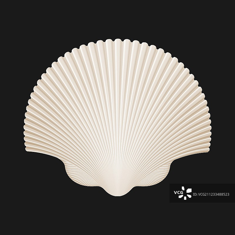 黑色背景下的棕色扇贝壳图片素材