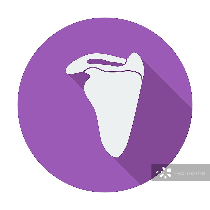 肩胛骨图片素材