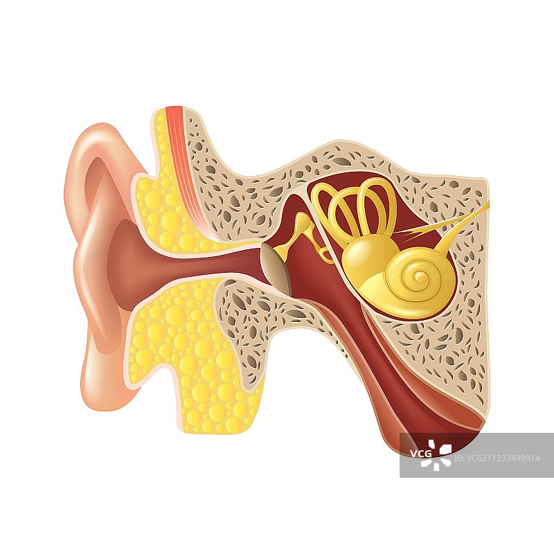 耳朵解剖结构图图片素材