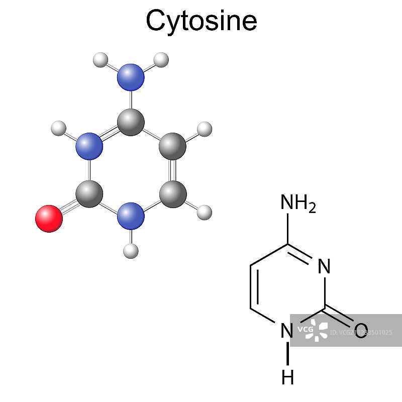 胞嘧啶的化学结构式和模型图片素材