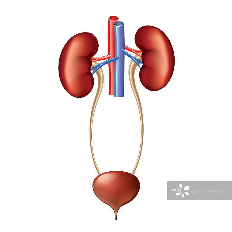 孤立的泌尿系统图片素材