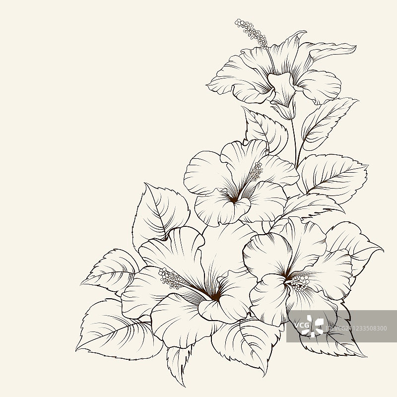 锦葵花图片素材