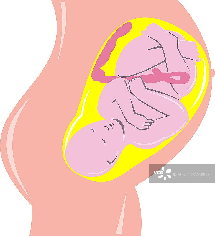 子宫内的人类胎儿图片素材