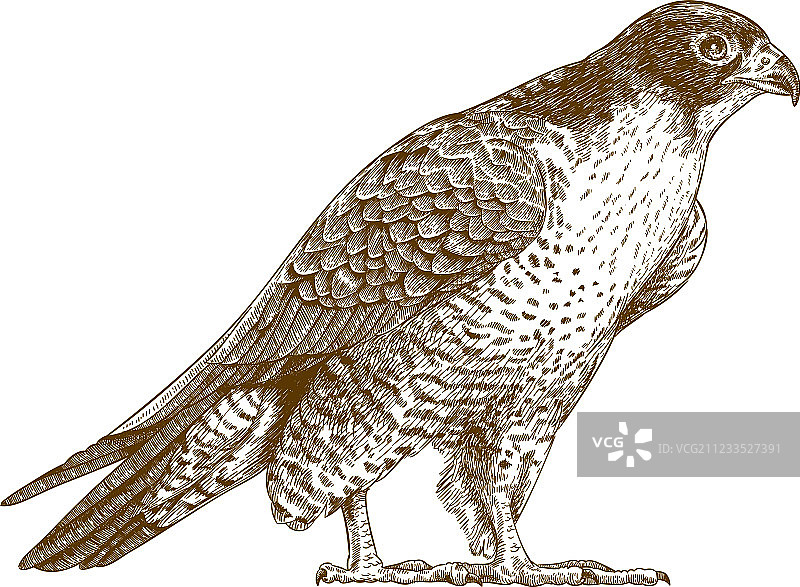 猎鹰雕刻图片素材
