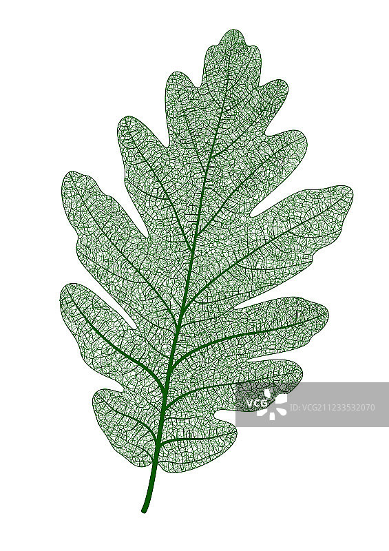 独立橡树叶图片素材