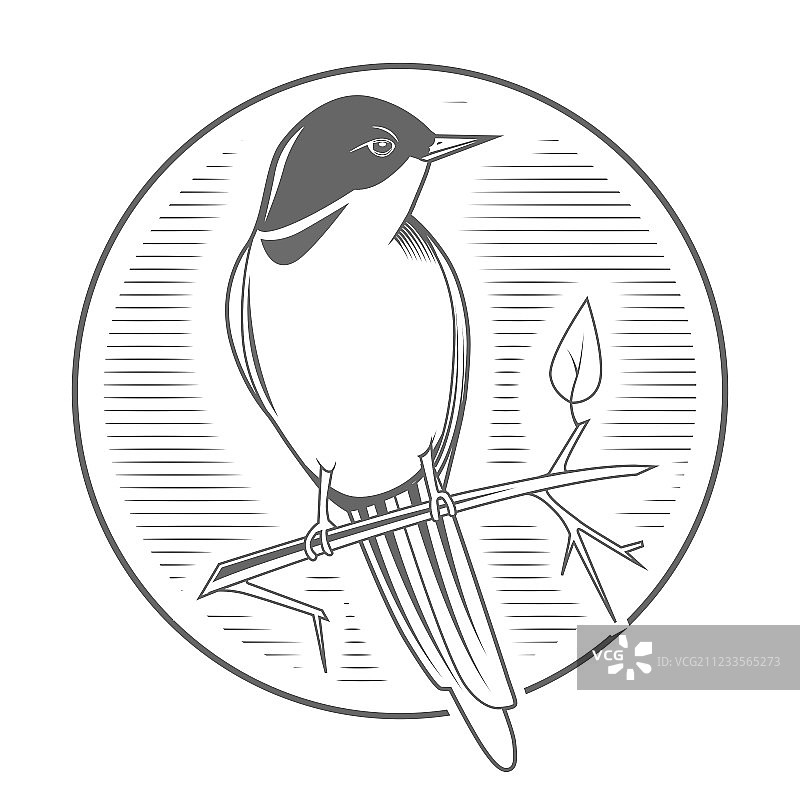 夜莺鸟类徽章雕刻图案图片素材