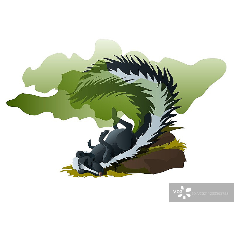 有趣的臭鼬睡觉并散发臭味图片素材