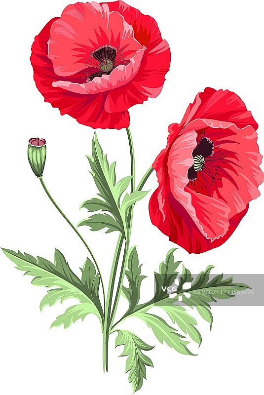 罂粟花背景图片素材