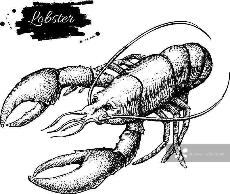复古手绘龙虾图片素材