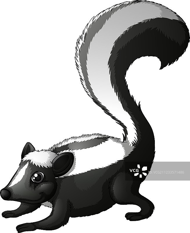 巴塔哥尼亚臭鼬图片素材