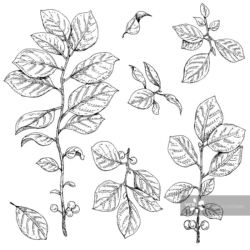 灌木树枝合集图片素材