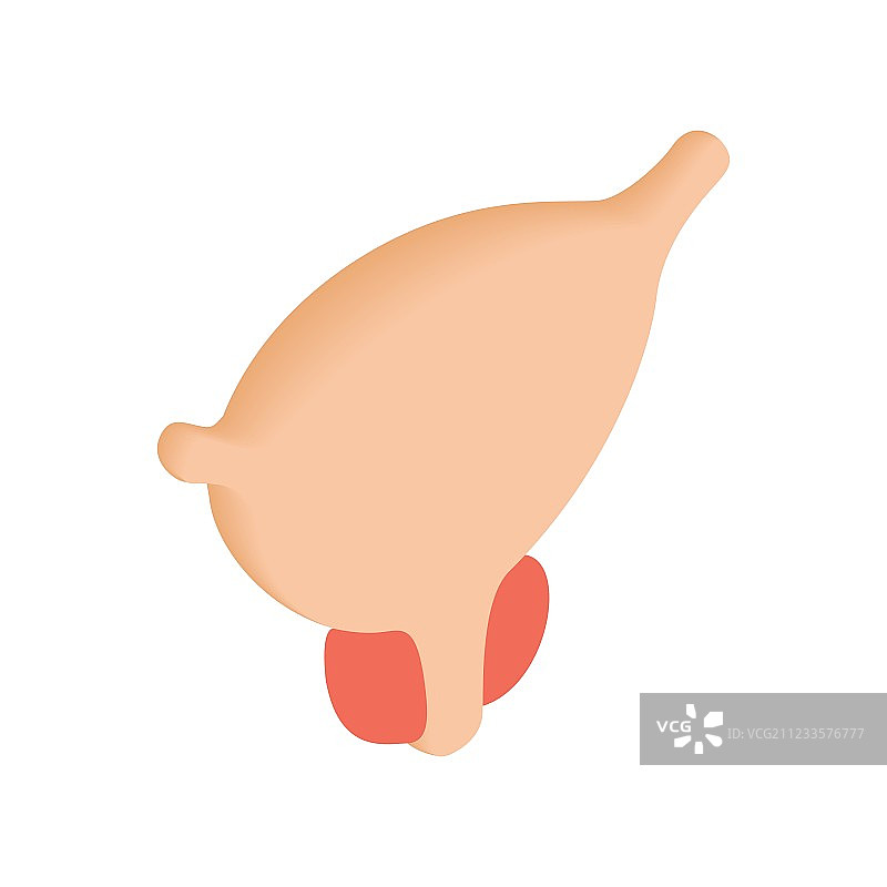 正常的前列腺等距2.5D图标图片素材