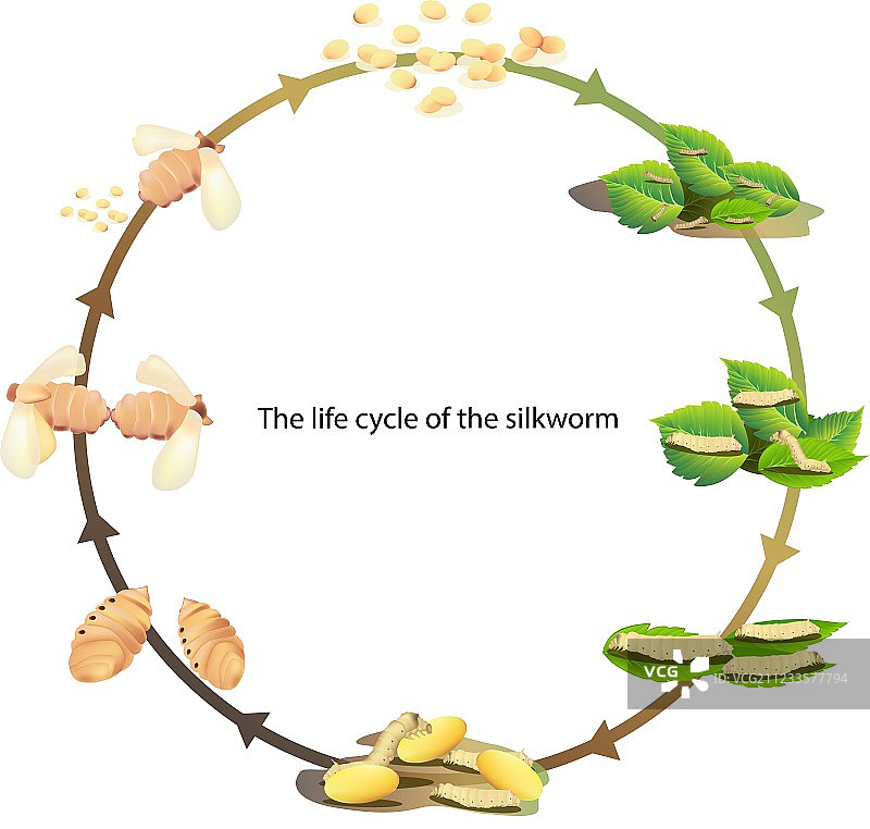 蚕宝宝2 01图片素材