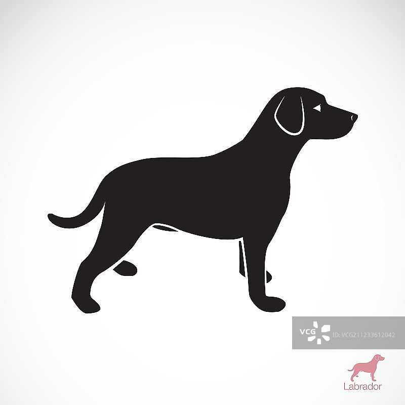 拉布拉多犬图片素材