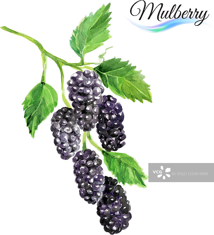 水彩桑葚图片素材